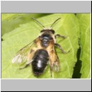 Andrena cf carantonica - Sandbiene w02 13mm.jpg